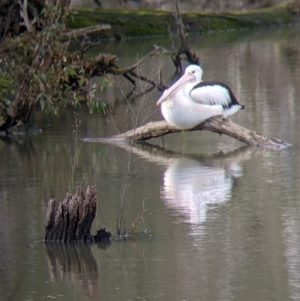 Pelecanus conspicillatus at West Albury, NSW - 21 Jul 2021