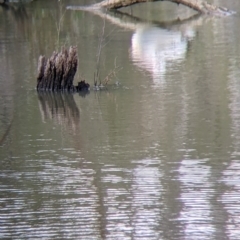 Pelecanus conspicillatus at West Albury, NSW - 21 Jul 2021