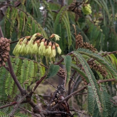 Paraserianthes lophantha subsp. lophantha (Cape Wattle) at West Albury, NSW - 21 Jul 2021 by Darcy