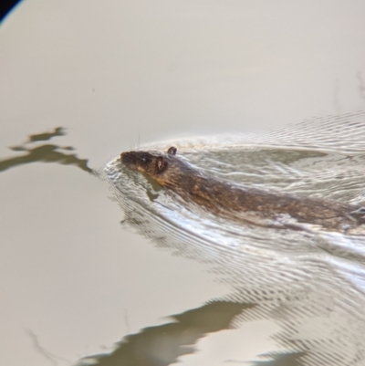 Hydromys chrysogaster (Rakali or Water Rat) at Albury - 21 Jul 2021 by Darcy