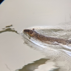 Hydromys chrysogaster (Rakali or Water Rat) at Horseshoe Lagoon and West Albury Wetlands - 21 Jul 2021 by Darcy