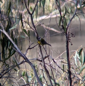 Falcunculus frontatus at Wodonga, VIC - 21 Jul 2021