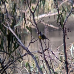 Falcunculus frontatus at Wodonga, VIC - 21 Jul 2021