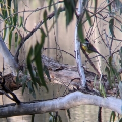 Falcunculus frontatus at Wodonga, VIC - 21 Jul 2021