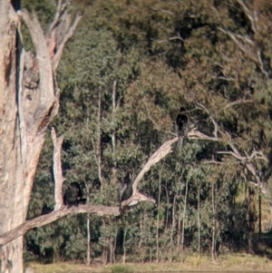 Phalacrocorax sulcirostris at West Albury, NSW - 21 Jul 2021