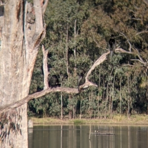 Phalacrocorax sulcirostris at West Albury, NSW - 21 Jul 2021 03:26 PM