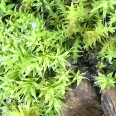 Triquetrella (A trailing moss) at Cuumbeun Nature Reserve - 6 Jul 2021 by JanetRussell