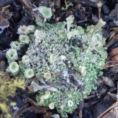 Cladonia sp. (genus) (Cup Lichen) at Carwoola, NSW - 7 Jul 2021 by JanetRussell