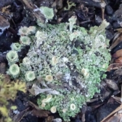 Cladonia sp. (Cup Lichen) at Cuumbeun Nature Reserve - 7 Jul 2021 by JanetRussell
