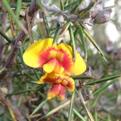 Dillwynia sieberi (A Parrot Pea) at Carwoola, NSW - 6 Jul 2021 by JanetRussell