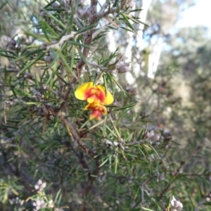 Dillwynia sieberi at Carwoola, NSW - 7 Jul 2021