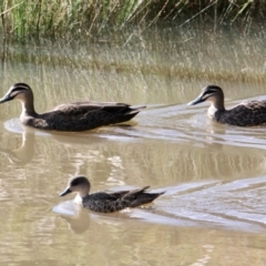 Anas superciliosa (Pacific Black Duck) at Albury - 21 Jul 2021 by PaulF