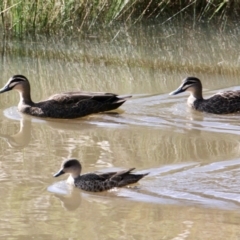 Anas superciliosa (Pacific Black Duck) at Springdale Heights, NSW - 21 Jul 2021 by PaulF