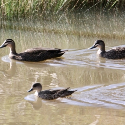 Anas superciliosa (Pacific Black Duck) at Albury - 21 Jul 2021 by PaulF