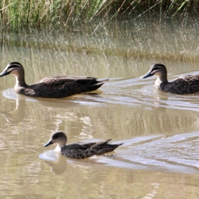 Anas superciliosa (Pacific Black Duck) at Springdale Heights, NSW - 21 Jul 2021 by PaulF