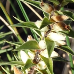 Melichrus urceolatus (Urn Heath) at Carwoola, NSW - 7 Jul 2021 by JanetRussell