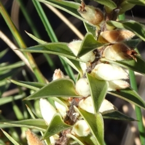 Melichrus urceolatus at Carwoola, NSW - 7 Jul 2021