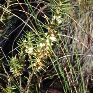 Melichrus urceolatus at Carwoola, NSW - 7 Jul 2021
