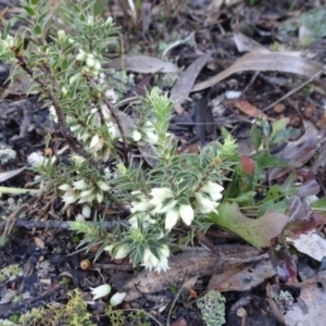 Melichrus urceolatus at Carwoola, NSW - 7 Jul 2021