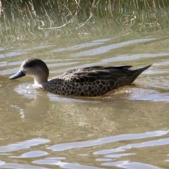 Anas gracilis (Grey Teal) at Springdale Heights, NSW - 21 Jul 2021 by PaulF