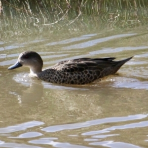 Anas gracilis at Springdale Heights, NSW - 21 Jul 2021