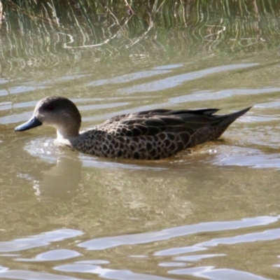 Anas gracilis (Grey Teal) at Albury - 21 Jul 2021 by PaulF