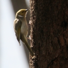 Ptilotula penicillata (White-plumed Honeyeater) at Albury - 21 Jul 2021 by PaulF