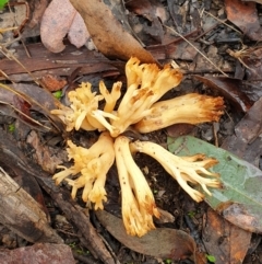Ramaria sp. (A Coral fungus) at Holt, ACT - 18 Jul 2021 by drakes