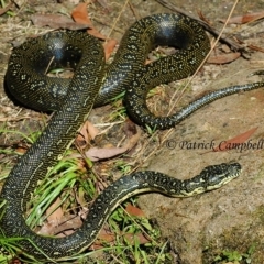 Morelia spilota spilota (Diamond Python) at Blue Mountains National Park - 9 Aug 2021 by PatrickCampbell