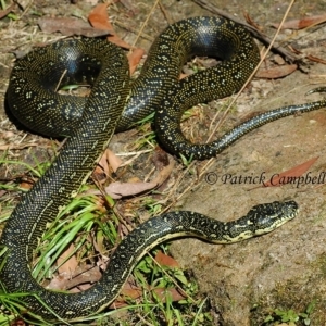 Morelia spilota spilota at Blue Mountains National Park - suppressed