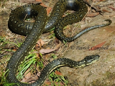 Morelia spilota spilota (Diamond Python) at Blue Mountains National Park - 9 Aug 2021 by PatrickCampbell