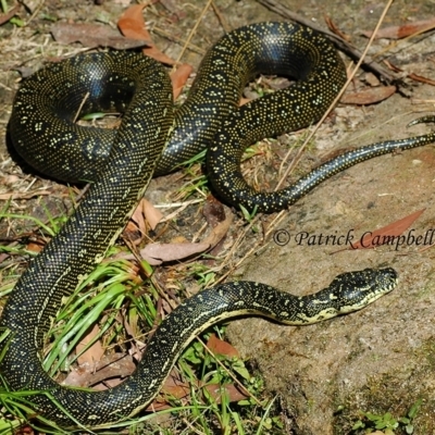 Morelia spilota spilota (Diamond Python) at Blue Mountains National Park, NSW - 9 Aug 2021 by PatrickCampbell