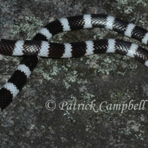 Vermicella annulata at Blue Mountains National Park, NSW - 8 Jun 2006