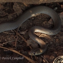 Demansia psammophis (Yellow-faced Whipsnake) at Blue Mountains National Park - 9 Nov 2017 by PatrickCampbell