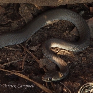 Demansia psammophis at Blue Mountains National Park, NSW - 9 Nov 2017