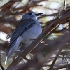 Colluricincla harmonica (Grey Shrikethrush) at Molonglo Valley, ACT - 21 Jul 2021 by RodDeb