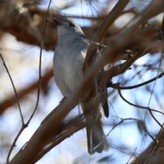 Colluricincla harmonica at Molonglo Valley, ACT - 21 Jul 2021