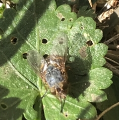 Calliphora stygia (Brown blowfly or Brown bomber) at Sullivans Creek, Lyneham South - 21 Jul 2021 by Tapirlord