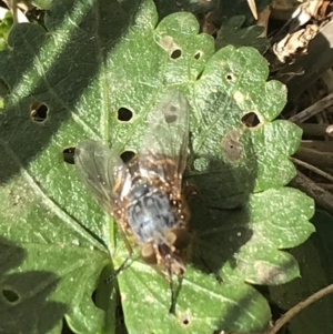 Calliphora stygia at Lyneham, ACT - suppressed