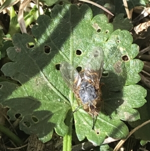 Calliphora stygia at Lyneham, ACT - suppressed