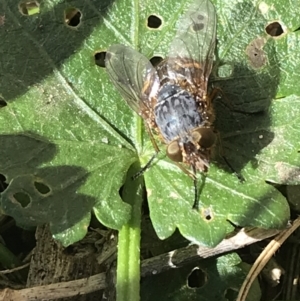 Calliphora stygia at Lyneham, ACT - suppressed