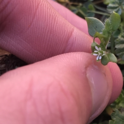 Stellaria media (Common Chickweed) at Sullivans Creek, Lyneham South - 21 Jul 2021 by Tapirlord