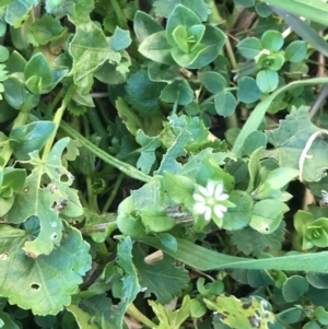 Stellaria media at Lyneham, ACT - 21 Jul 2021 01:34 PM