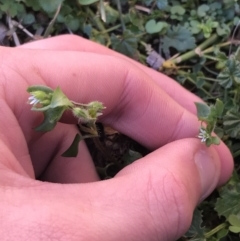 Stellaria media at Lyneham, ACT - 21 Jul 2021 01:34 PM