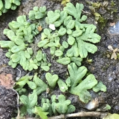 Riccia subbifurca (Liverwort) at Lyneham, ACT - 21 Jul 2021 by Tapirlord