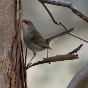 Malurus cyaneus at Springdale Heights, NSW - 21 Jul 2021 02:07 PM