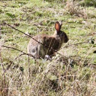 Oryctolagus cuniculus (European Rabbit) at Albury - 21 Jul 2021 by PaulF