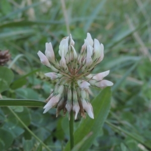 Trifolium repens at Isabella Plains, ACT - 4 Apr 2021