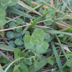 Trifolium repens at Isabella Plains, ACT - 4 Apr 2021 05:20 PM