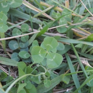 Trifolium repens at Isabella Plains, ACT - 4 Apr 2021